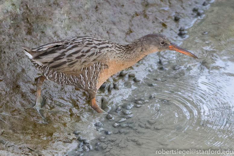 palo alto baylands